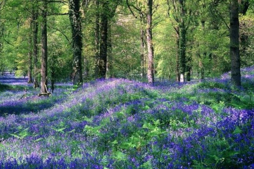 The Cider House Holiday Cottage Welsh Newton Common エクステリア 写真